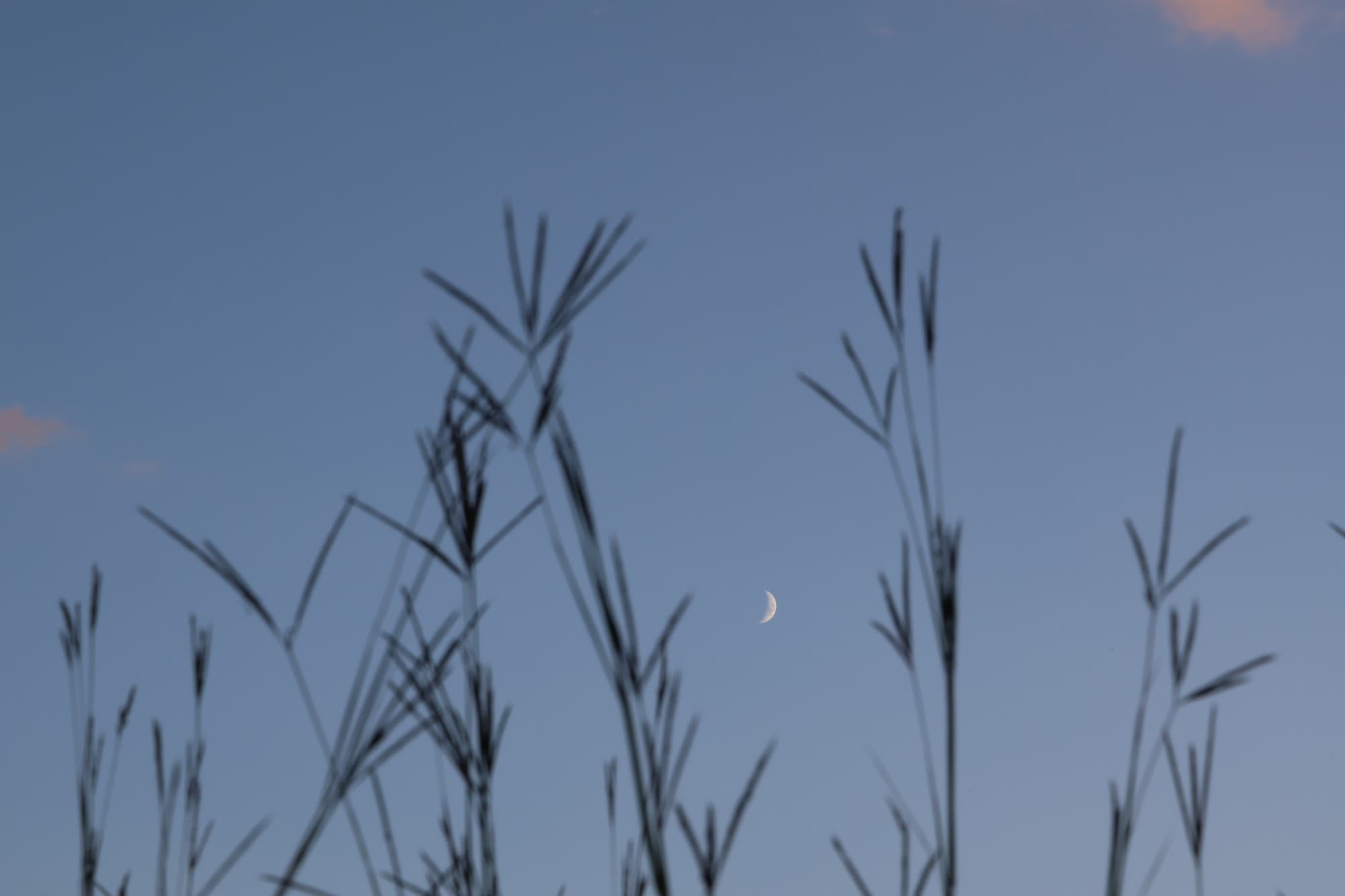 Crescent moon through tall grass at dusk, Wisconsin
